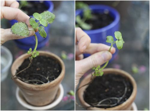Cách trồng tía tô đất tại nhà sạch ngon và đơn giản - 6