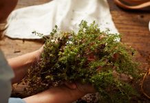 meo-trong-rau-thom-tuoi-tot-trong-nha-lamsao.com-3