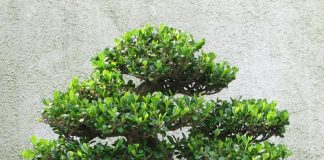 Chia sẻ một số kinh nghiệm trồng cây Bonsai đẹp