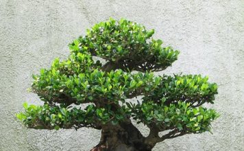 Chia sẻ một số kinh nghiệm trồng cây Bonsai đẹp