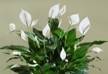 9 cây cảnh trồng trong nhà vẫn sống tốt dù không đủ sáng 1