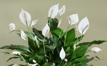 9 cây cảnh trồng trong nhà vẫn sống tốt dù không đủ sáng 1