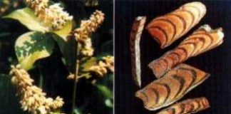 Bài thuốc trị bong gân | Bong gân,Thuốc bong gân