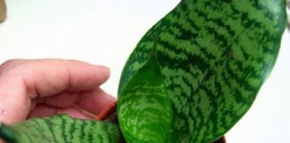 Chia sẻ kinh nghiệm khi chưng cây cảnh - 1