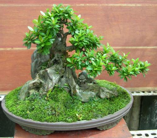 Cách chăm sóc Bonsai để giữ thế cây đẹp theo thời gian 2