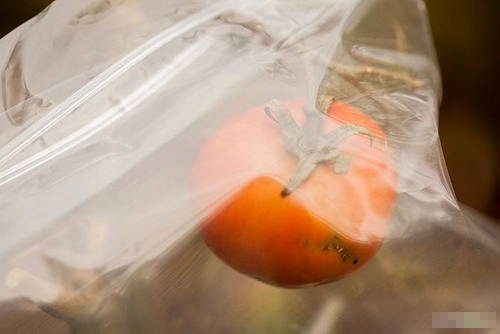 Cách trồng cà chua sạch nên thử ngay - 16