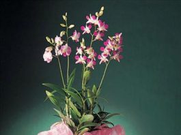 Làm sao để trồng cây cảnh ổn định trong chậu - 1