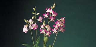 Làm sao để trồng cây cảnh ổn định trong chậu - 1