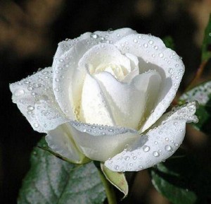 Hoa hồng trắng