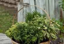 Những cách đơn giản tự tạo vườn mini xinh xắn - 1