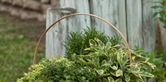 Những cách đơn giản tự tạo vườn mini xinh xắn - 1