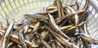 ca-com-kho-xo-mit-lamsao.com