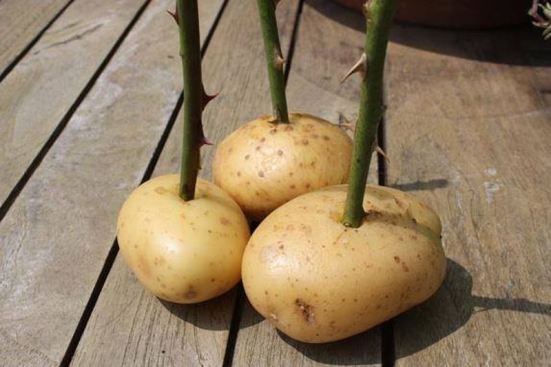 Cách trồng hoa hồng bằng khoai tây tưởng đùa mà thật 5