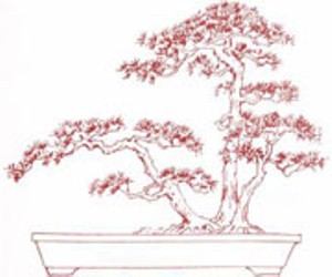 Chia sẻ một số thế bonsai đẹp từ nghệ thuật bonsai cổ Việt Nam 2