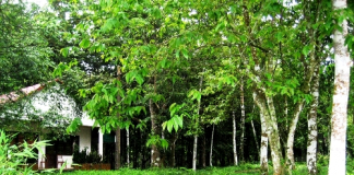 Kinh nghiệm du lịch rừng Cúc Phương