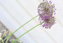 Hiên nhà rực rỡ cùng sắc vàng mù tạt - 1