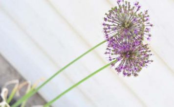 Hiên nhà rực rỡ cùng sắc vàng mù tạt - 1