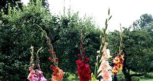 Hướng dẫn cách trang trí bàn tiệc đơn giản mà ấn tượng  - 1