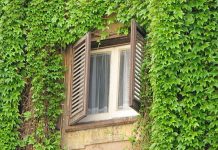 Trồng dây thường xuân đón bình an may mắn vào nhà Trồng dây thường xuân đón bình an may mắn vào nhà - 1