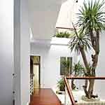 Bí quyết chọn cây xanh cho giếng trời Bí quyết chọn cây xanh cho giếng trời - 1