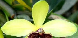 Cách chọn hoa lan ngày Tết chuẩn nhất bạn nên biết - 1