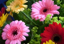 5 loại hoa đẹp ngày Tết tô điểm phòng khách đón xuân 1