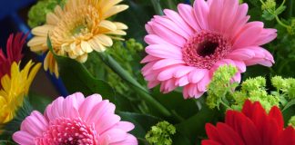 5 loại hoa đẹp ngày Tết tô điểm phòng khách đón xuân 1