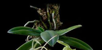 Làm sao để hoa lan nở quanh năm - 1