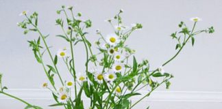 Đổi vị với mì lạnh kiểu Nhật - 1