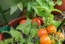 3 loại rau củ dễ trồng tại nhà - 2