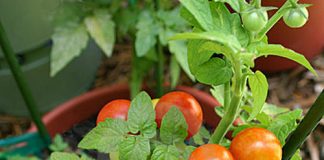 3 loại rau củ dễ trồng tại nhà - 2