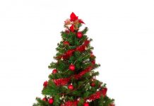 Kinh nghiệm thuê cây thông Noel Kinh nghiệm thuê cây thông Noel - 1