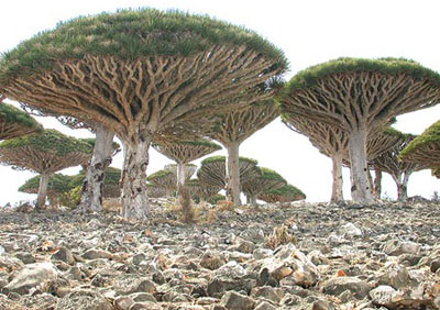 Đảo Socotra - Yemen