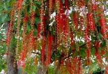 Cách trồng cây lộc vừng ra hoa đẹp làm cảnh trong nhà Cách trồng cây lộc vừng ra hoa đẹp làm cảnh trong nhà