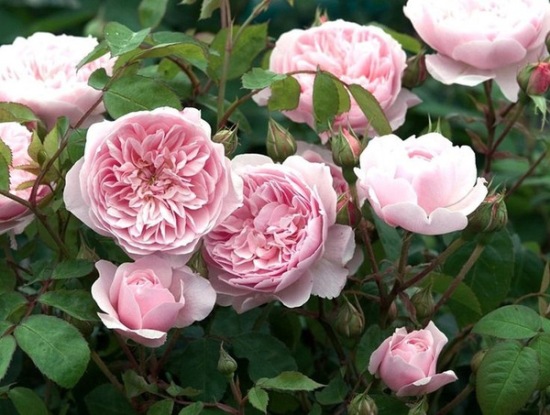 Giống hoa hồng ngoại đẹp mê li khiến ai cũng mê mẩn 10