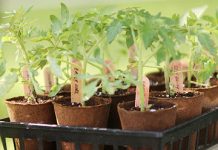 10 bí quyết trồng cà chua tại nhà mau lớn 10 bí quyết trồng cà chua tại nhà mau lớn - 1