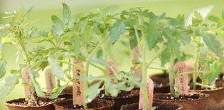 10 bí quyết trồng cà chua tại nhà mau lớn - 1