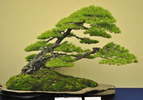 Các kiểu dáng Bonsai cơ bản trong nghệ thuật cây cảnh