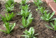 Hướng dẫn kỹ thuật trồng ngò gai tại vườn nhà 1