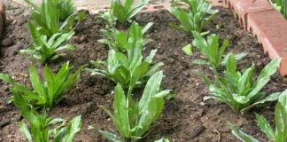 Hướng dẫn kỹ thuật trồng ngò gai tại vườn nhà 1