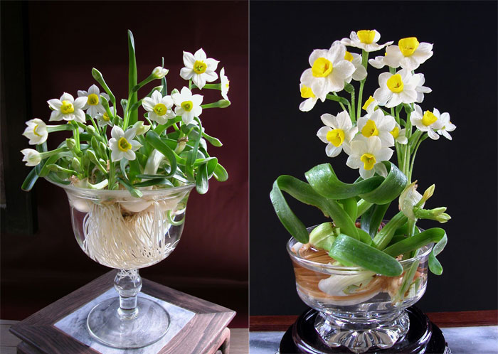 5 loại hoa đẹp ngày Tết tô điểm phòng khách đón xuân 6