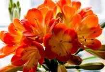 16 loại cây cảnh trong nhà giúp bạn thêm trường thọ 1