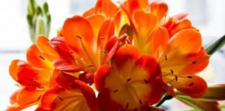 16 loại cây cảnh trong nhà giúp bạn thêm trường thọ 1