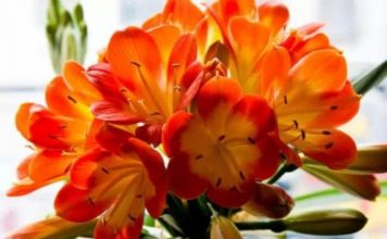 16 loại cây cảnh trong nhà giúp bạn thêm trường thọ 1