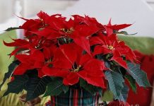 Cách chăm sóc hoa trạng nguyên ngày Tết Cách chăm sóc hoa trạng nguyên ngày Tết 1