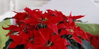 Cách chăm sóc hoa trạng nguyên ngày Tết 1