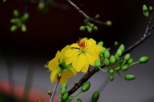 8 loại cây và hoa mang tài lộc vào nhà năm mới - 6