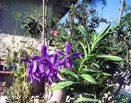 Hướng dẫn kinh nghiệm mua lan - 1