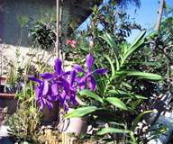 Hướng dẫn kinh nghiệm mua lan - 1