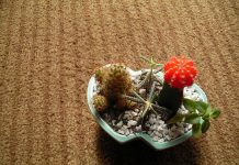 Cách chăm sóc cây xương rồng Cách chăm sóc cây xương rồng - 1